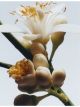 jom605312p 1